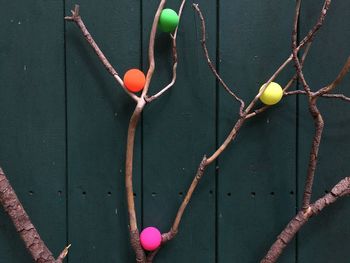 Close-up of fruits hanging on plant against wall