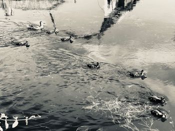 High angle view of birds swimming in lake