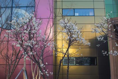 Pink flowers on tree in city