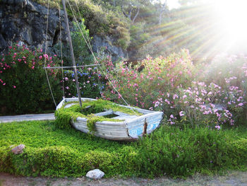 View of flowering plants in garden