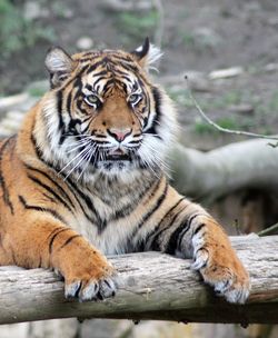 Close-up of tiger in zoo