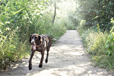 A young hunting dog of the kurz-haar breed runs along a forest path in the park. summer time 