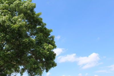 Low angle view of trees against blue sky