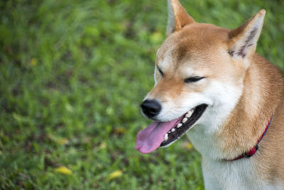 Close-up of dog sticking out tongue on field