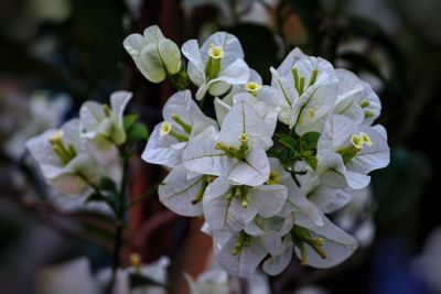 Close-up of white flowering plant