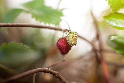 Close-up of berries on branch