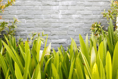Close-up of fresh green plants against wall