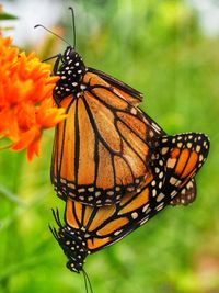 Close-up of butterfly pollinating on orange flower