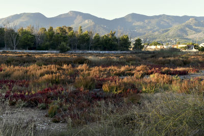 Scenic view of field by mountains against sky