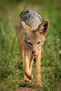 Black-backed jackal on grassy field