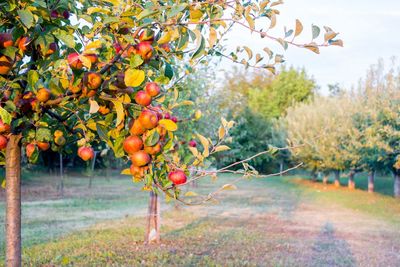 Fruits growing on tree in field