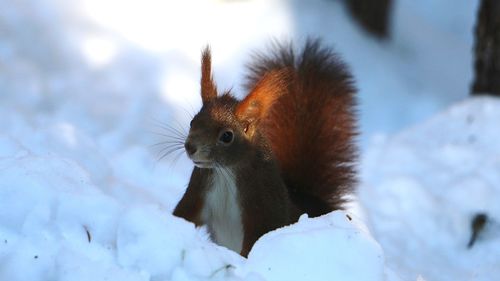 Close-up of squirrel on snow