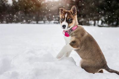 Husky blue eyed puppy dog plays outside in the winter snow