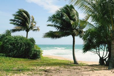 Palm trees on beach