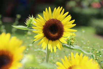 Close-up of sunflower