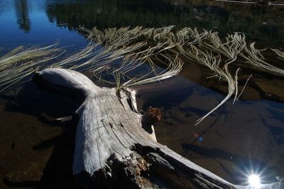 Close-up of tree stump