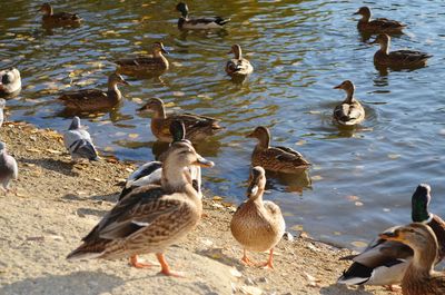 Flock of ducks by lake