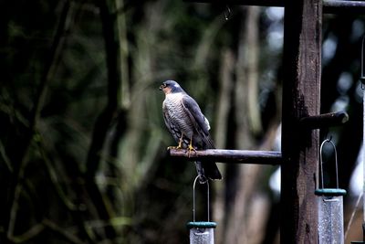 Close-up of bird perching on metal railing