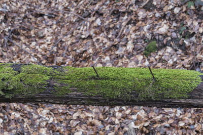 Close-up of lizard on rock