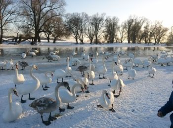 Flock of birds on snow covered trees against sky