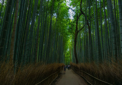 View of bamboo through trees in the forest