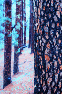 Close-up of lichen on tree trunk