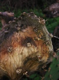 Close-up of insect on tree trunk