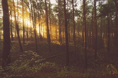 Sunlight streaming through trees in forest