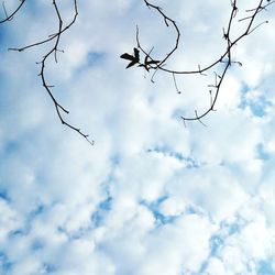 Low angle view of birds flying in sky