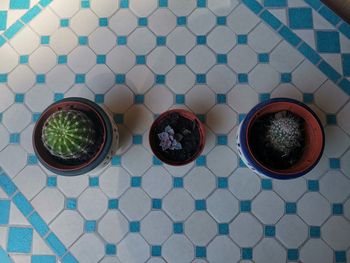 High angle view of potted plants on table