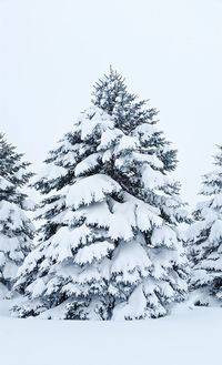 Tree against clear sky during winter