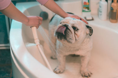 Close-up of hand holding dog