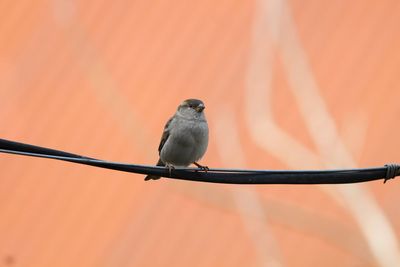 Low angle view of bird perching on plant