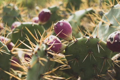 Close-up of mushroom growing on field