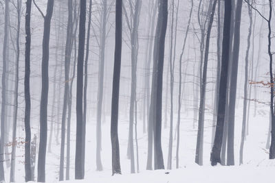 Dreamy forest photos in winter