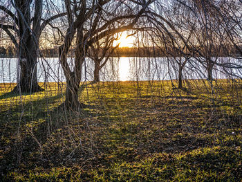 Trees on field by lake against sky