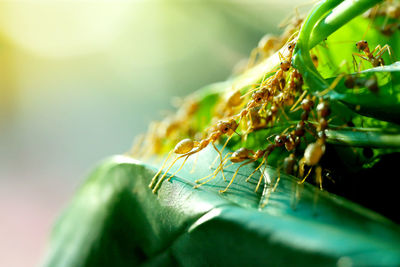 Close-up of insect on plant