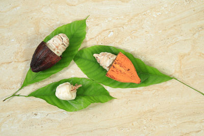 High angle view of leaves on leaf