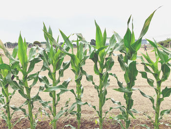 Close-up of crops growing on field against sky