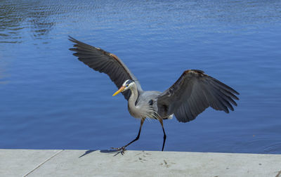 Gray bird on retaining wall against river