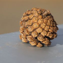 Close-up of pine cone on table