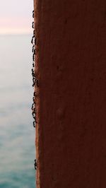 Close-up of umbrella by sea against sky