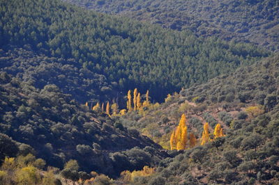 High angle view of trees in forest