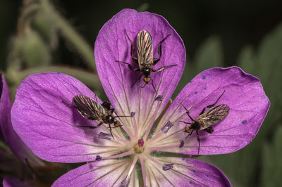 Close-up of insects on purple flower