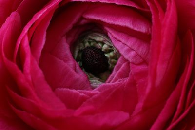 Close-up of pink rose