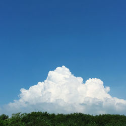 Low angle view of trees against blue sky