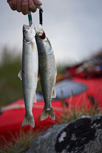 2 fresh arctic char hanging on a carabiner