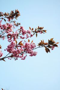 Low angle view of cherry blossoms against sky