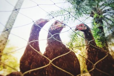 Close-up of two birds perching on chainlink fence