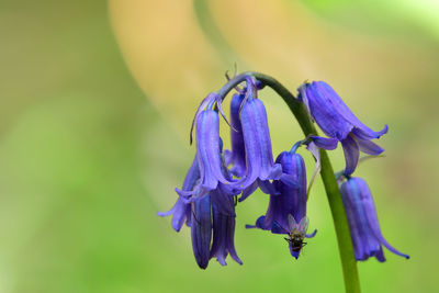 Close-up of purple iris flower